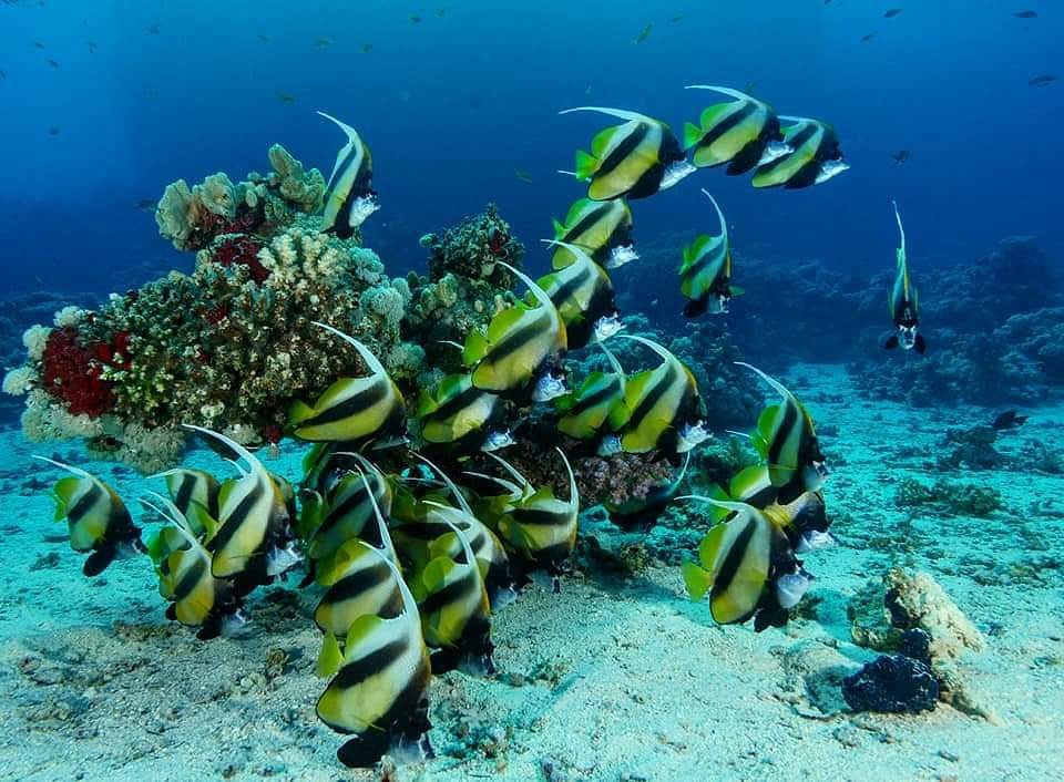 A Bunch of Red Sea Banner fishes (Heniochus intermedius) swimming near a coral reef.